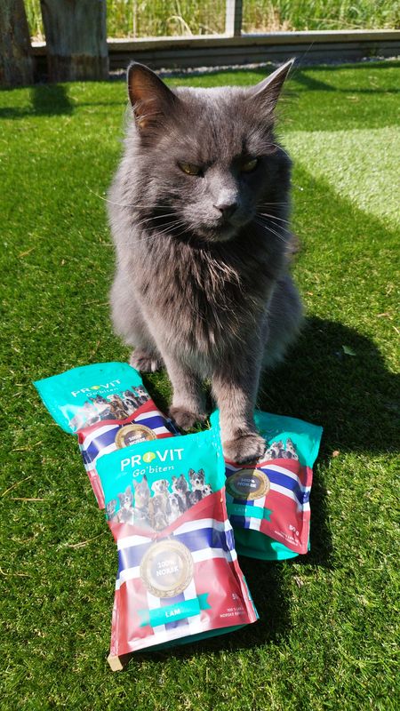 Provit Frysetørket Sei Katt 30g