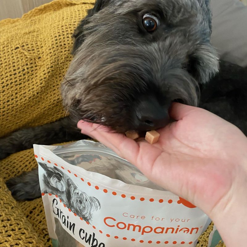 Companion Chicken grain cube 80g